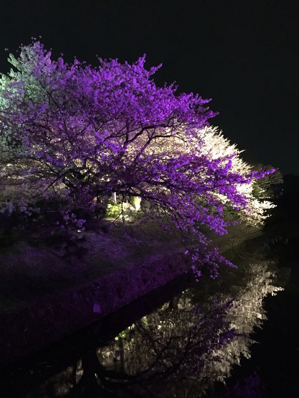 大濠公園の桜
